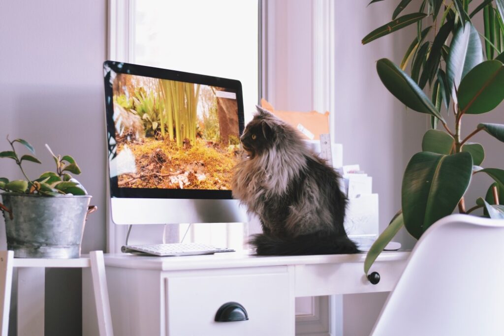 Qu&rsquo;est ce que le référencement ou SEO ?