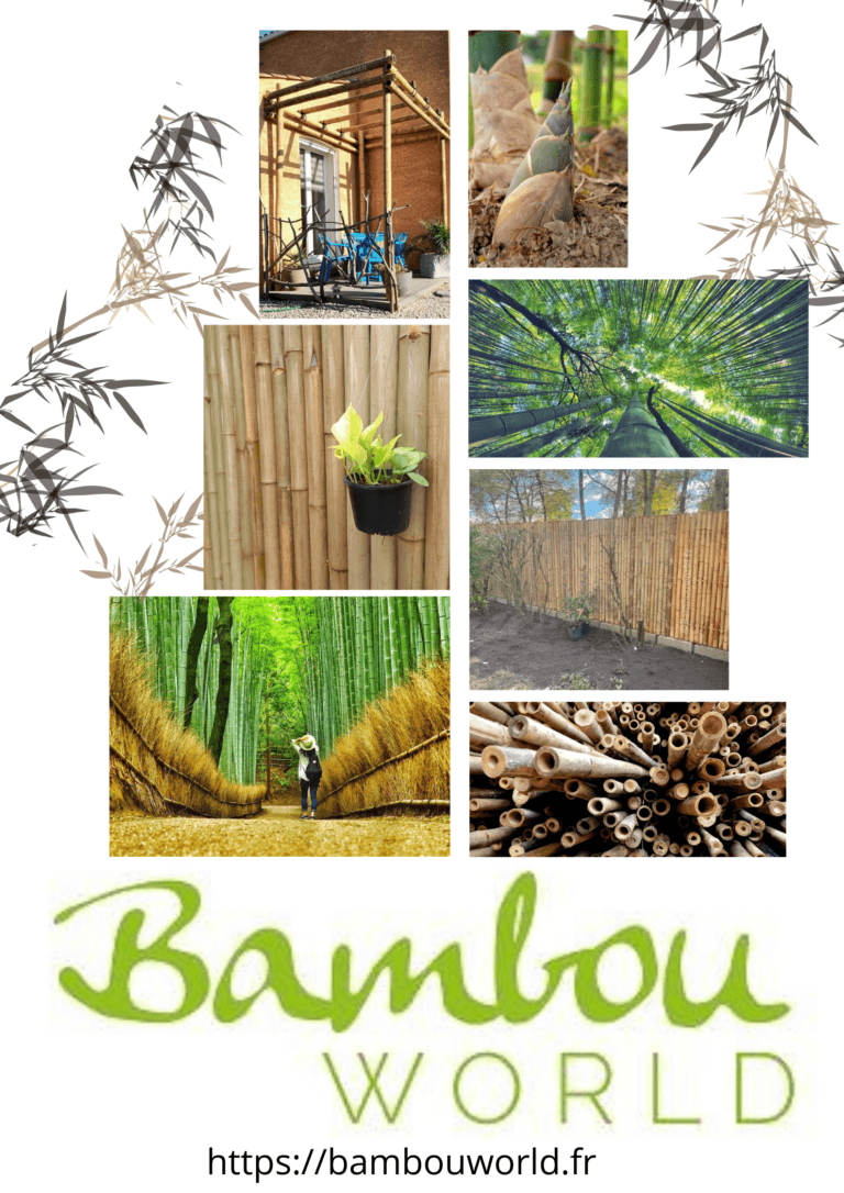 bambouworld presentation